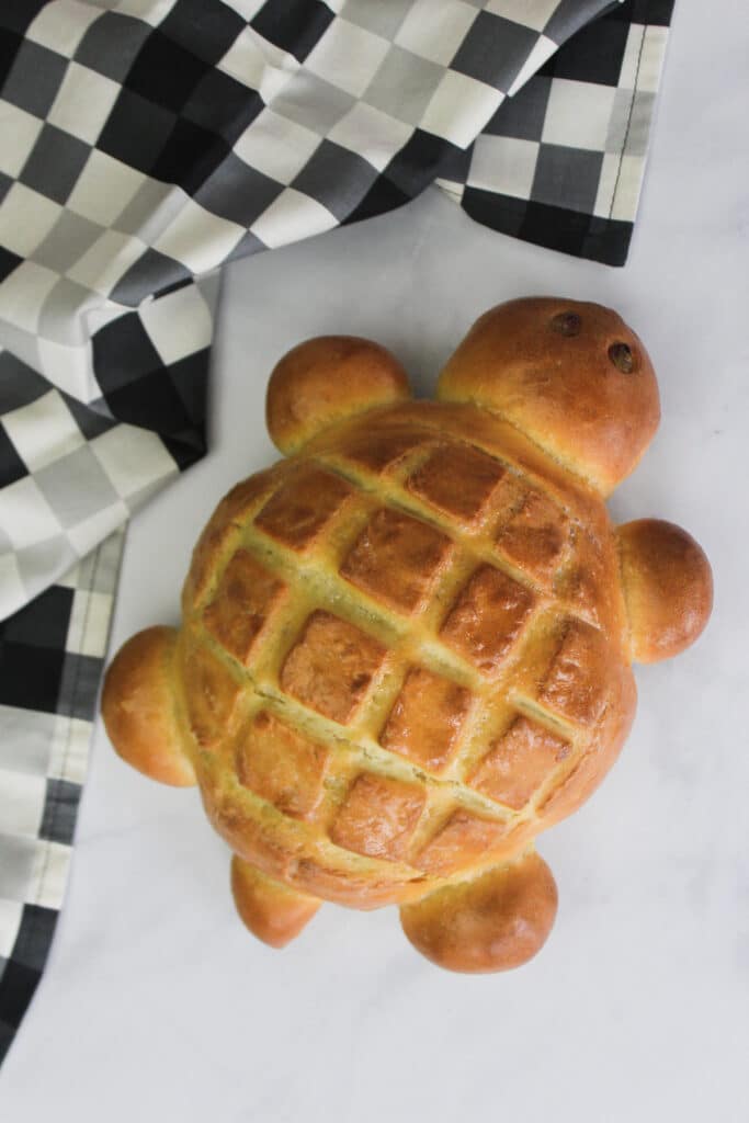 Baked bread in shape of a turtle.