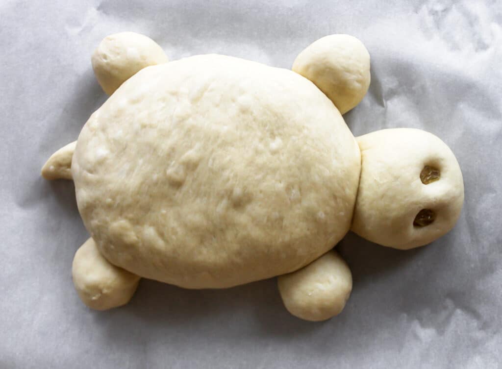 Turtle bread dough formed into loaf.