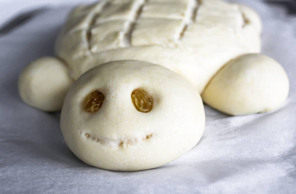 Close up of turtle bread face.