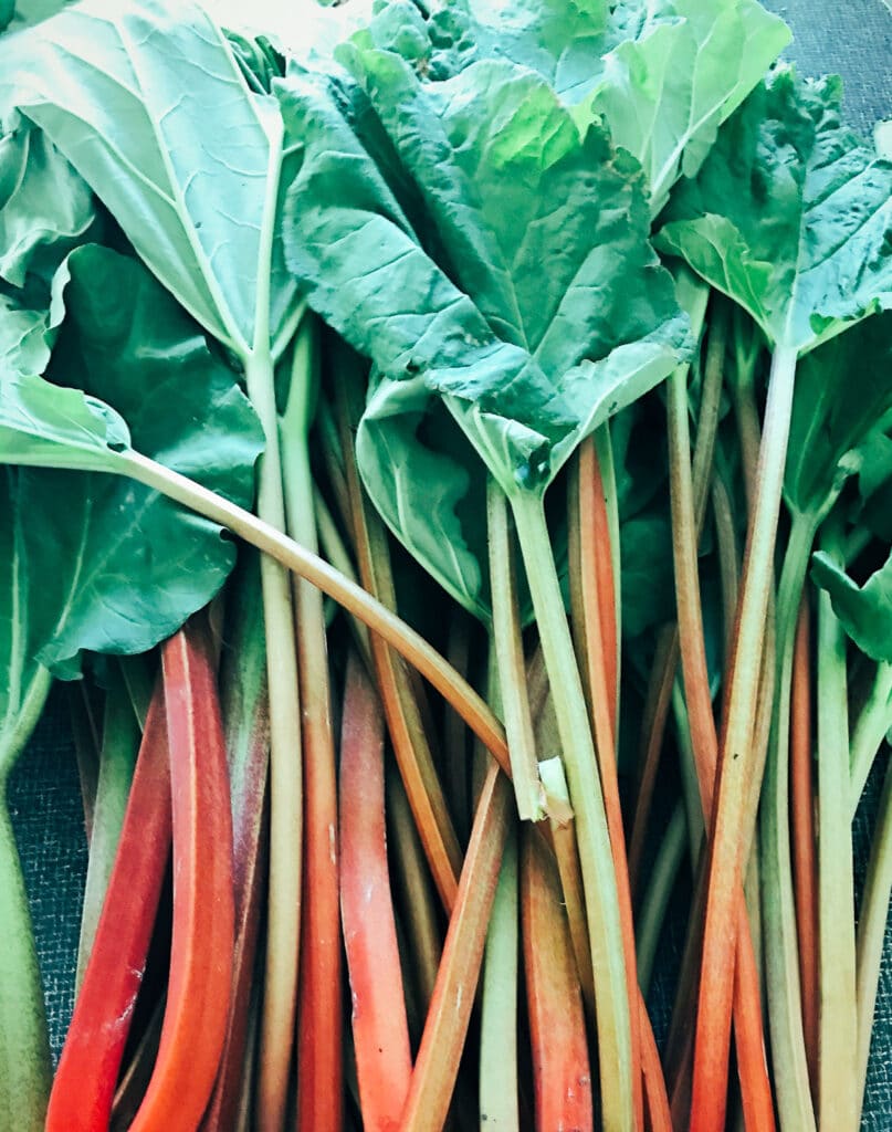 Stalks of rhubarb with leaves.