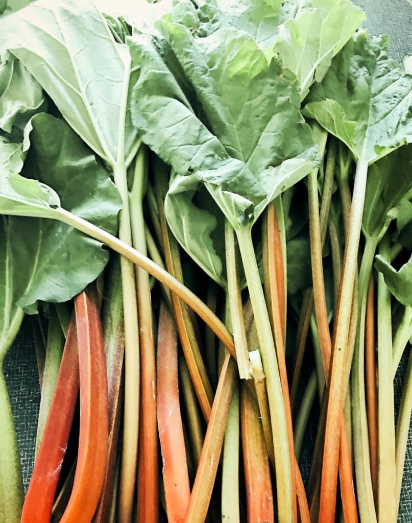 Large bunch of freshly picked rhubarb.